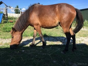 Welsh pony valach na predaj