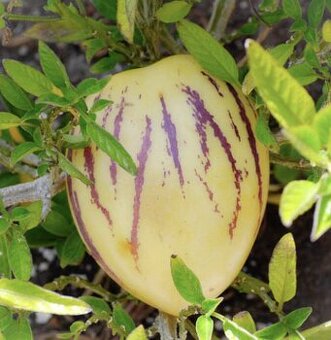 Pepino Gold - Solanum muricatum - semená 30 ks