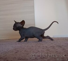 Sphynx