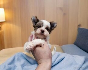 Yorkshire terrier Biro - psík s PP(rodokmeňom) - 1