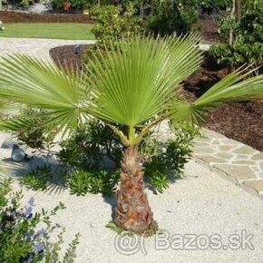 Palma Washingtonia Robusta - 1