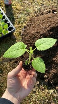 Paulownia tomentosa - 1