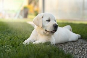 Labrador - šteniatka s rodokmeňom pôvodu s PP