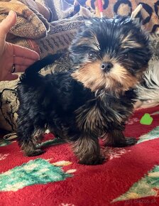 Yorkshire terrier s PP, York, Jork FCI