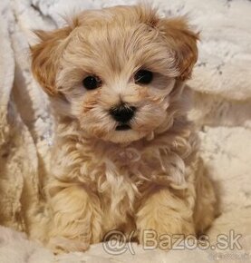 Maltipoo