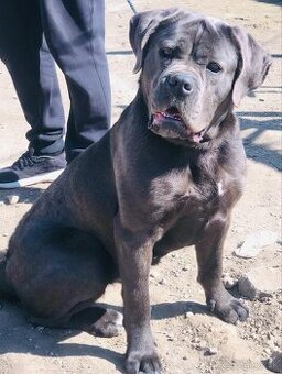 Cane Corso