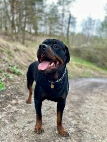 rottweiler - 1