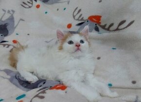 Mainska myvalia Mainne coon Mco