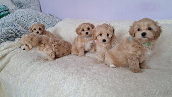 Maltipoo