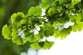 Ginko biloba