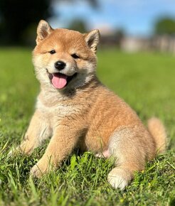 Shiba inu