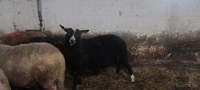 Pl baran Zwartbles - 1