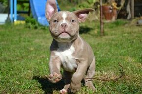 american bully