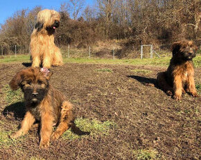 Briard plavy