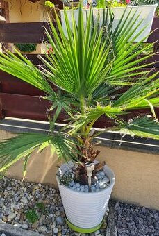 Palma Washingtonia Robusta.