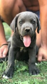 Šteniatko Cane Corso