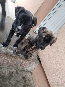 Cane Corso šteniatka