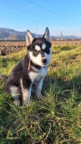 Steniatka Sibirsky Husky