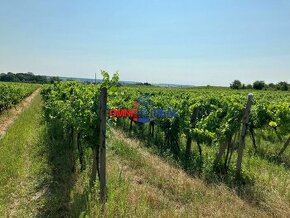 Obrábaný vinohrad Viničné, lokalita Výsady - 16 árov