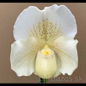 Paphiopedilum Mrs. White