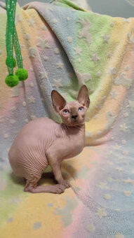 Sphynx kocourek s PP