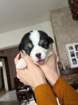 Welsh Corgi Pembroke