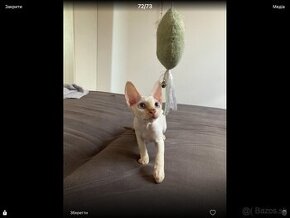 Devon Rex kocurik 7 mesacev