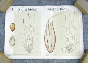 retro výukový plagát ČSR 1960 botanika #K - 1