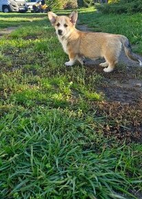 Welsh Corgi Pembroke s pp