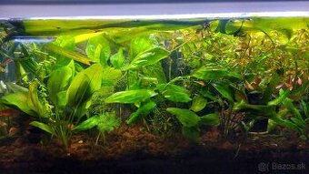 Akvarium 100x40x40, končím s chovom