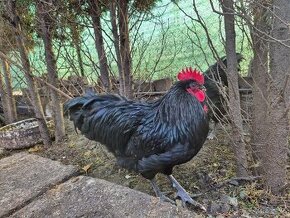 Australorp kohuty