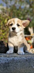 Welsh Corgi Pembroke s pp