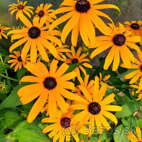 Rudbeckia žiarivá