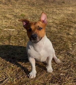 Jack Russel na krytie