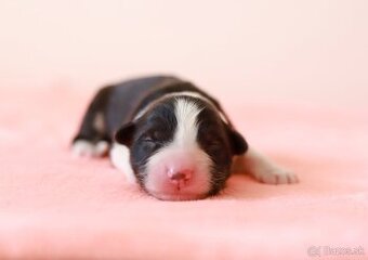 Border Kólia šteniatka Plánovaný vrh - Border Collie puppies - 1