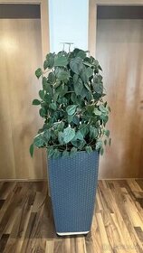 Krásna zelená izbová rastlina - 1