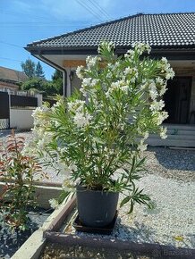 Oleander 2,5 m biele kvety