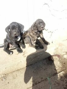 Cane corso