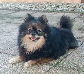 Fenky Pomeranian S PP - 1