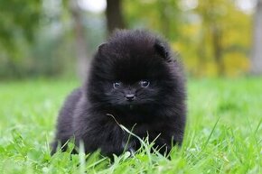 Pomeranian  mini - 1