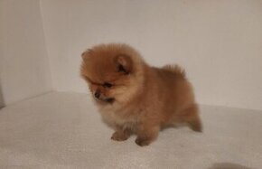 Pomeranian