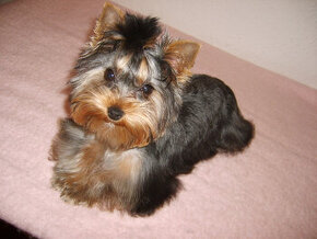 YORKSHIRE TERRIER MINI