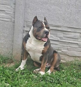 American bully XL s PP, reg. Abkc