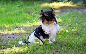 Biewer-yorkshirsky terrier - 1