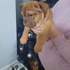 Anglický buldog šteniatka na adopciu