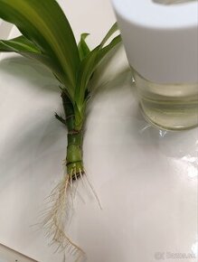 Dracena