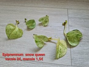 Epipremnum  snow queen