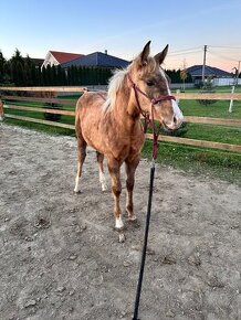 Kobylka QH ZEMENENÁ CENA