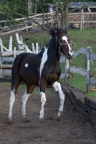 American paint horse