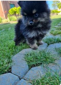 Pomeranian boo